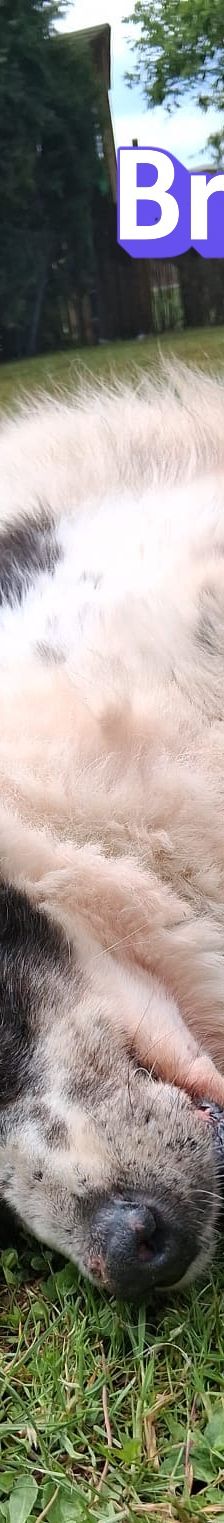 Bruno – Herdi-Mix, Männchen, 8 Jahre 8 Monate, 86685 Huisheim – Foto 5