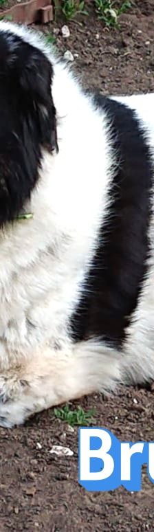 Bruno – Herdi-Mix, Männchen, 8 Jahre 8 Monate, 86685 Huisheim – Foto 6