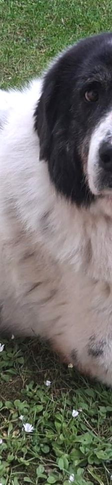 Bruno – Herdi-Mix, Männchen, 8 Jahre 8 Monate, 86685 Huisheim – Foto 7