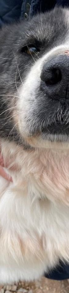 Bruno – Herdi-Mix, Männchen, 8 Jahre 8 Monate, 86685 Huisheim – Foto 8