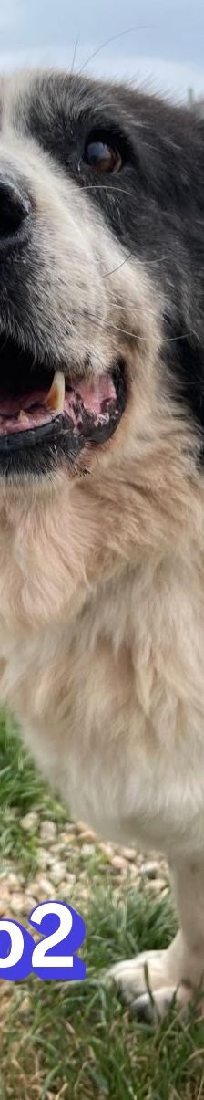 Bruno – Herdi-Mix, Männchen, 8 Jahre 8 Monate, 86685 Huisheim – Foto 9
