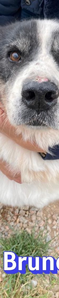 Bruno – Herdi-Mix, Männchen, 8 Jahre 8 Monate, 86685 Huisheim – Foto 10