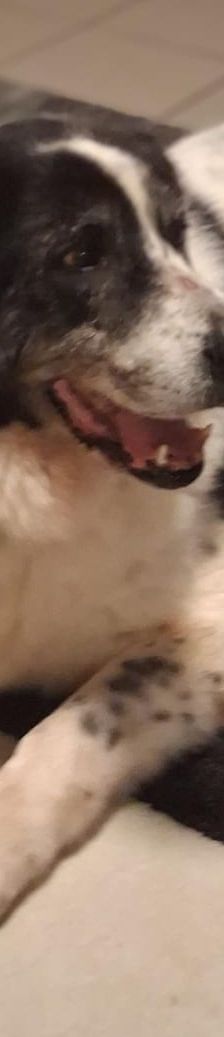 Bruno – Herdi-Mix, Männchen, 8 Jahre 8 Monate, 86685 Huisheim – Foto 11