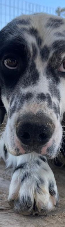 Casper – English Setter, Männchen, 2 Jahre 3 Monate, Griechenland – Foto 1