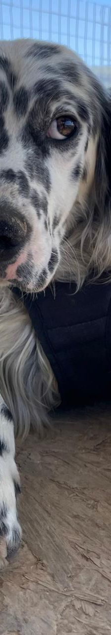 Casper – English Setter, Männchen, 2 Jahre 3 Monate, Griechenland – Foto 2