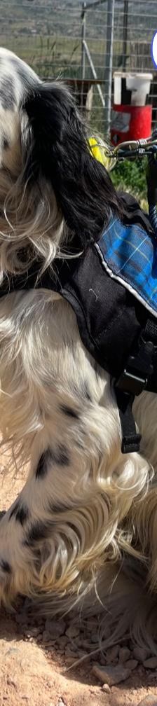 Casper – English Setter, Männchen, 2 Jahre 3 Monate, Griechenland – Foto 3
