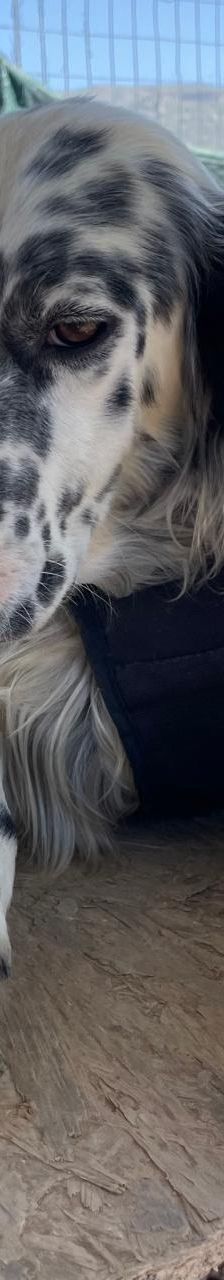 Casper – English Setter, Männchen, 2 Jahre 3 Monate, Griechenland – Foto 4