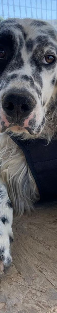 Casper – English Setter, Männchen, 2 Jahre 3 Monate, Griechenland – Foto 5
