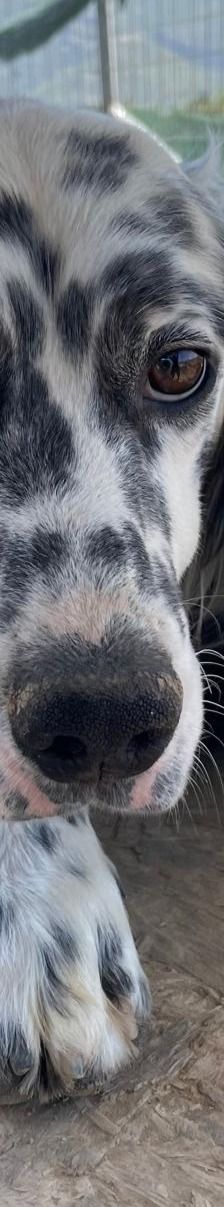 Casper – English Setter, Männchen, 2 Jahre 3 Monate, Griechenland – Foto 6