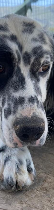 Casper – English Setter, Männchen, 2 Jahre 3 Monate, Griechenland – Foto 7