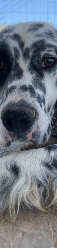 Casper – English Setter, Männchen, 2 Jahre 3 Monate, Griechenland – Foto 8