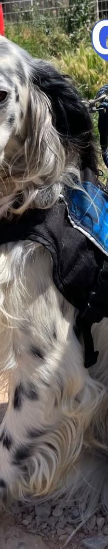 Casper – English Setter, Männchen, 2 Jahre 3 Monate, Griechenland – Foto 9