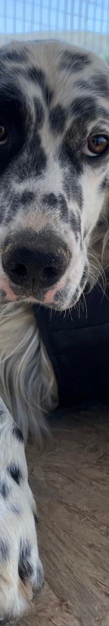 Casper – English Setter, Männchen, 2 Jahre 3 Monate, Griechenland – Foto 10