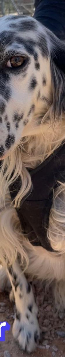 Casper – English Setter, Männchen, 2 Jahre 3 Monate, Griechenland – Foto 11