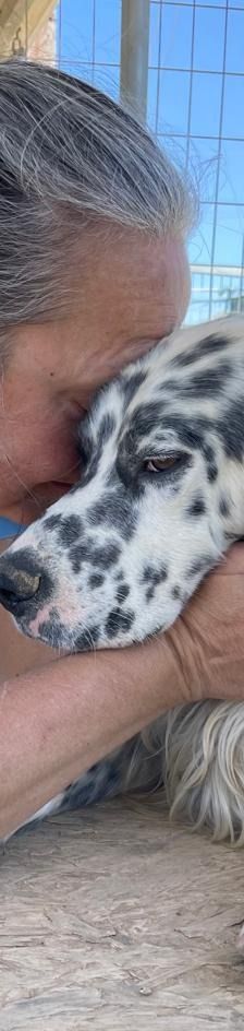 Casper – English Setter, Männchen, 2 Jahre 3 Monate, Griechenland – Foto 13