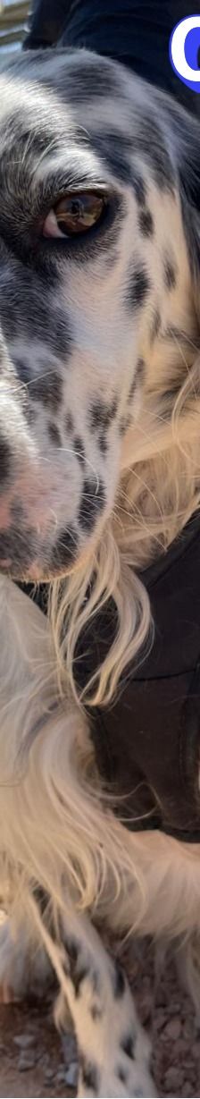 Casper – English Setter, Männchen, 2 Jahre 3 Monate, Griechenland – Foto 14