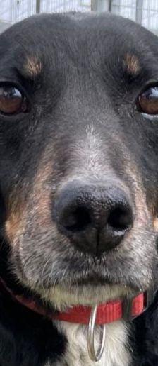Dino – Bracke, Männchen, 2 Jahre 5 Monate, Griechenland – Foto 1