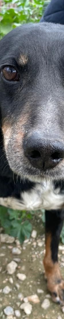 Dino – Bracke, Männchen, 2 Jahre 5 Monate, Griechenland – Foto 2