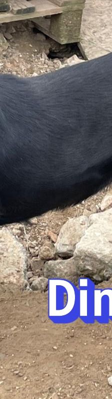 Dino – Bracke, Männchen, 2 Jahre 5 Monate, Griechenland – Foto 3