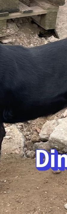 Dino – Bracke, Männchen, 2 Jahre 5 Monate, Griechenland – Foto 4