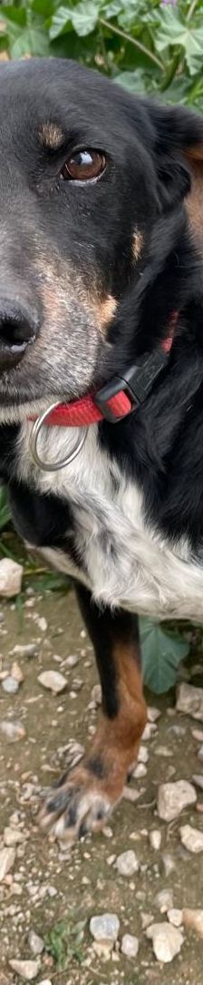 Dino – Bracke, Männchen, 2 Jahre 5 Monate, Griechenland – Foto 5