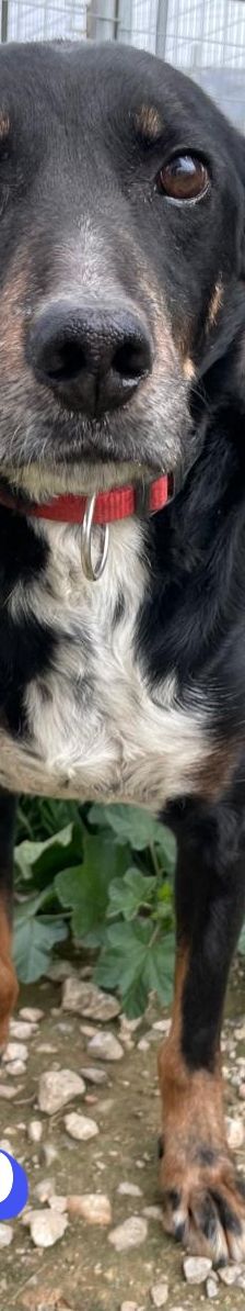 Dino – Bracke, Männchen, 2 Jahre 5 Monate, Griechenland – Foto 6