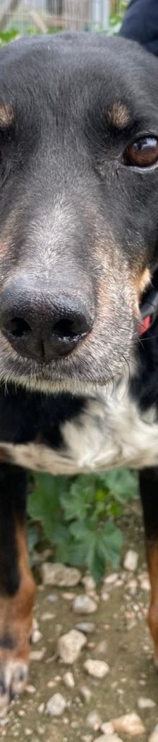 Dino – Bracke, Männchen, 2 Jahre 5 Monate, Griechenland – Foto 7