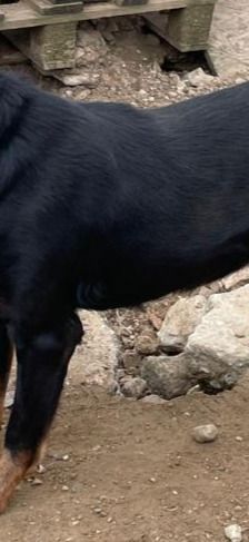 Dino – Bracke, Männchen, 2 Jahre 5 Monate, Griechenland – Foto 9