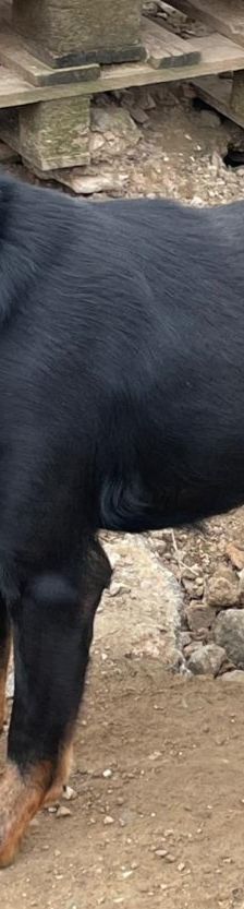 Dino – Bracke, Männchen, 2 Jahre 5 Monate, Griechenland – Foto 10