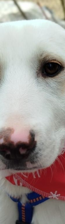 Indi – Labrador-Mix, Weibchen, 8 Monate, Griechenland – Foto 1