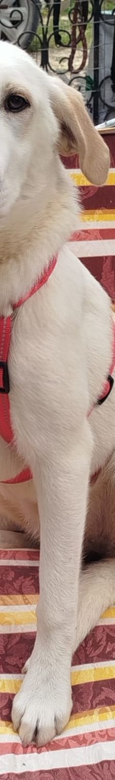 Indi – Labrador-Mix, Weibchen, 8 Monate, Griechenland – Foto 3