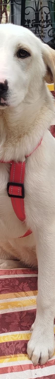 Indi – Labrador-Mix, Weibchen, 8 Monate, Griechenland – Foto 4