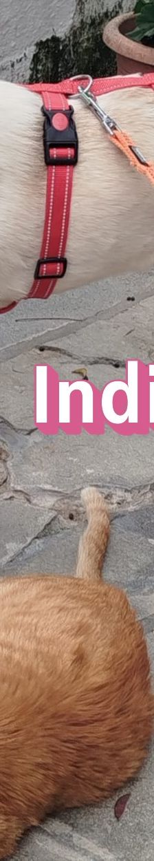 Indi – Labrador-Mix, Weibchen, 8 Monate, Griechenland – Foto 5