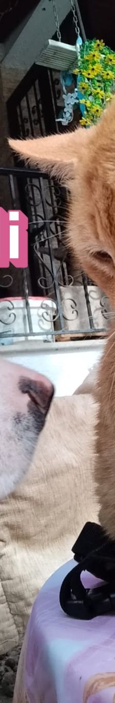 Indi – Labrador-Mix, Weibchen, 8 Monate, Griechenland – Foto 6