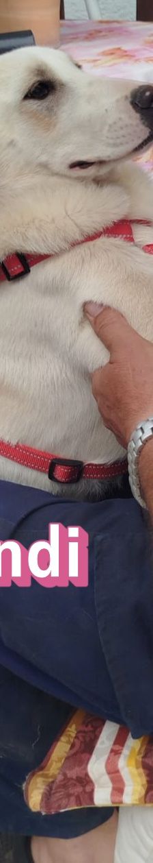 Indi – Labrador-Mix, Weibchen, 8 Monate, Griechenland – Foto 7