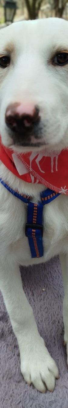 Indi – Labrador-Mix, Weibchen, 8 Monate, Griechenland – Foto 9