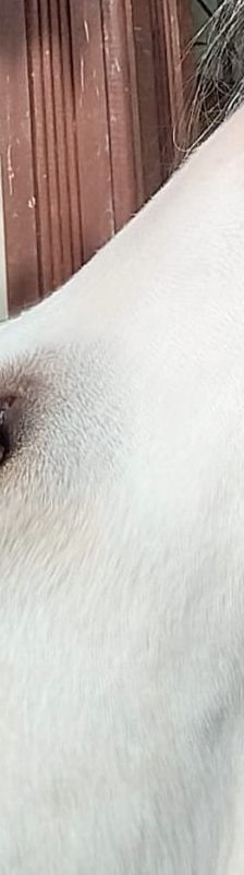 Indi – Labrador-Mix, Weibchen, 8 Monate, Griechenland – Foto 10