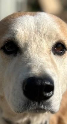 Jolie – Mischling, Weibchen, 1 Jahr 10 Monate, Griechenland – Foto 1