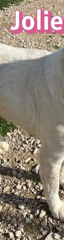 Jolie – Mischling, Weibchen, 1 Jahr 10 Monate, Griechenland – Foto 3