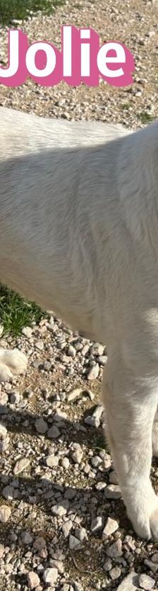 Jolie – Mischling, Weibchen, 1 Jahr 10 Monate, Griechenland – Foto 4