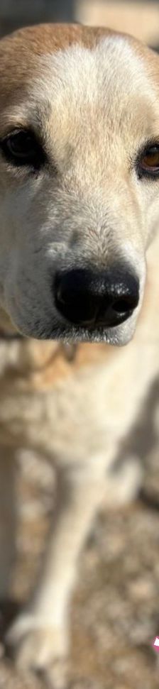 Jolie – Mischling, Weibchen, 1 Jahr 10 Monate, Griechenland – Foto 5