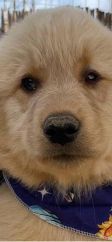 Leo – Mischling, Männchen, 4 Monate, Griechenland – Foto 1