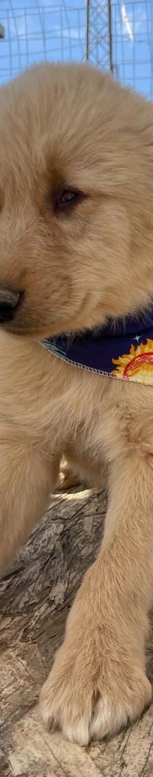 Leo – Mischling, Männchen, 4 Monate, Griechenland – Foto 2