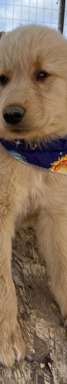 Leo – Mischling, Männchen, 4 Monate, Griechenland – Foto 4