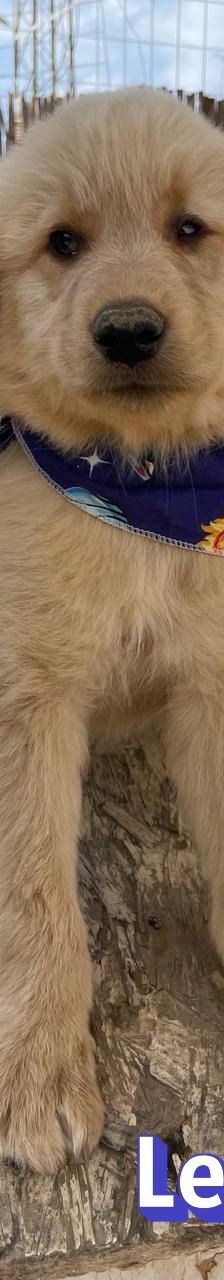 Leo – Mischling, Männchen, 4 Monate, Griechenland – Foto 6
