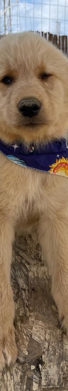 Leo – Mischling, Männchen, 4 Monate, Griechenland – Foto 7