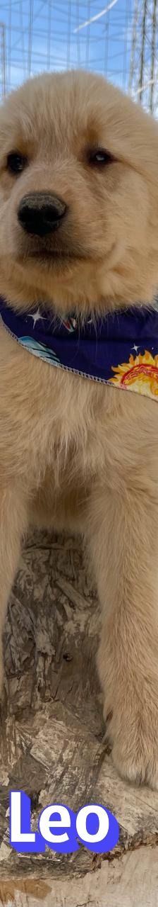 Leo – Mischling, Männchen, 4 Monate, Griechenland – Foto 8