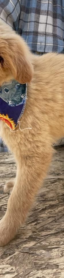 Leo – Mischling, Männchen, 4 Monate, Griechenland – Foto 9