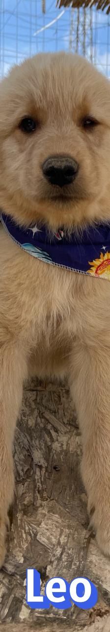 Leo – Mischling, Männchen, 4 Monate, Griechenland – Foto 10