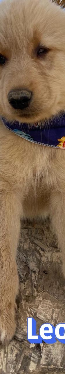 Leo – Mischling, Männchen, 4 Monate, Griechenland – Foto 11